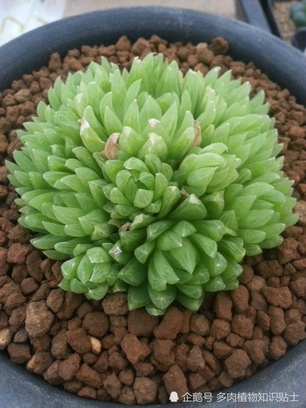 普货也美丽这些多肉品种都是永恒的经典