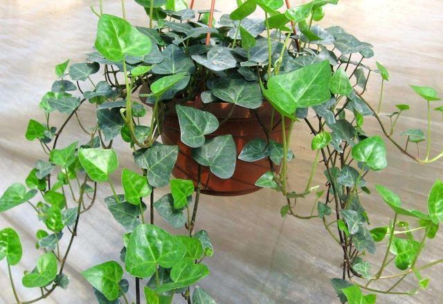 3种耐晒的绿植盆栽,养在空调房,净化空气颜值高