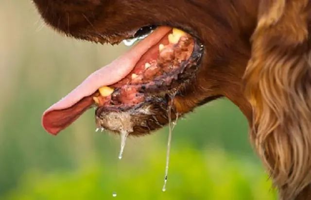 狂犬病|为什么狂犬病一旦发病就没治了？