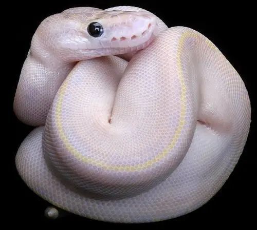 球蟒缅甸蟒 两图中均可见其头侧的多个唇窝(图片来源:reptile data