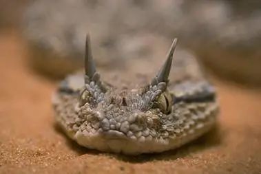 无手无脚的ta们,怎么"恰饭"啊?