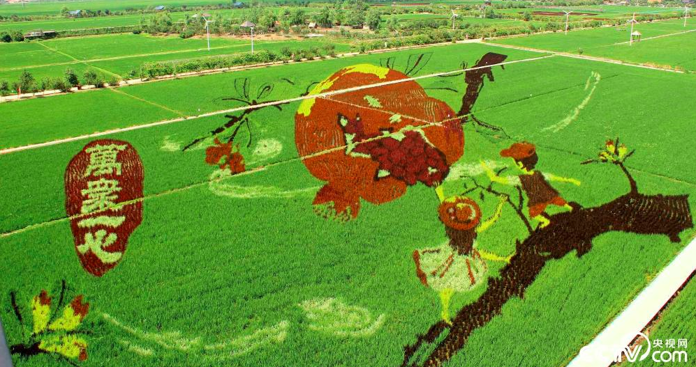 沈阳稻田画进入最佳观赏期魔童哪吒栩栩如生引人注目