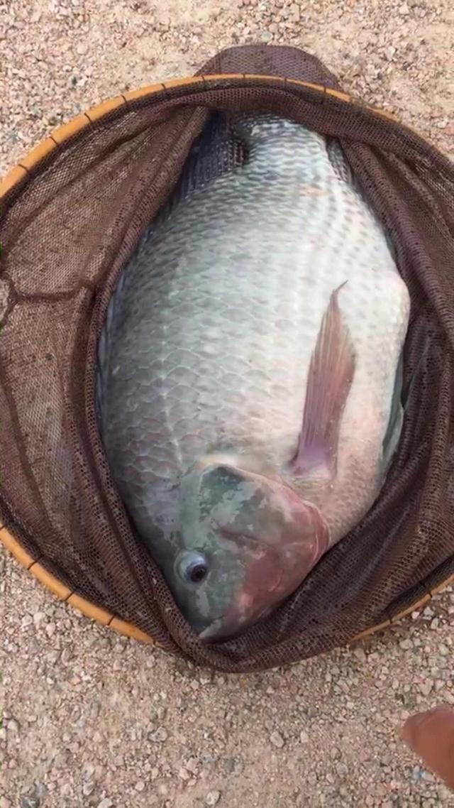 广州钓鱼人河道钓起"7斤巨型罗非鱼",称:溜鱼时心砰砰直跳