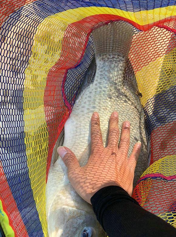 罗非鱼不能吃广东男子钓获78斤巨型罗非鱼堪称鱼鲜上品