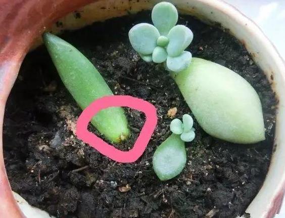 多肉生根缓慢从而使用生长溶液浇灌,其实这种方法并不可取,可以在扦插