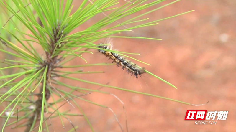 马尾松毛虫|桂阳：直升机飞跃山岭“围剿”马尾松毛虫