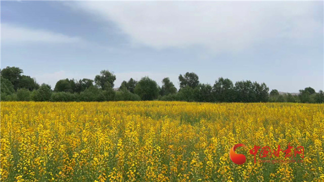 賞橙色油菜花海 贊永登鄉村新顏|油菜花海|大同鎮|永登|油菜花|蘭州