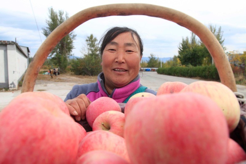 苹果村|脱低攻坚团发力京郊苹果村，上过国宴的苹果迎回市场