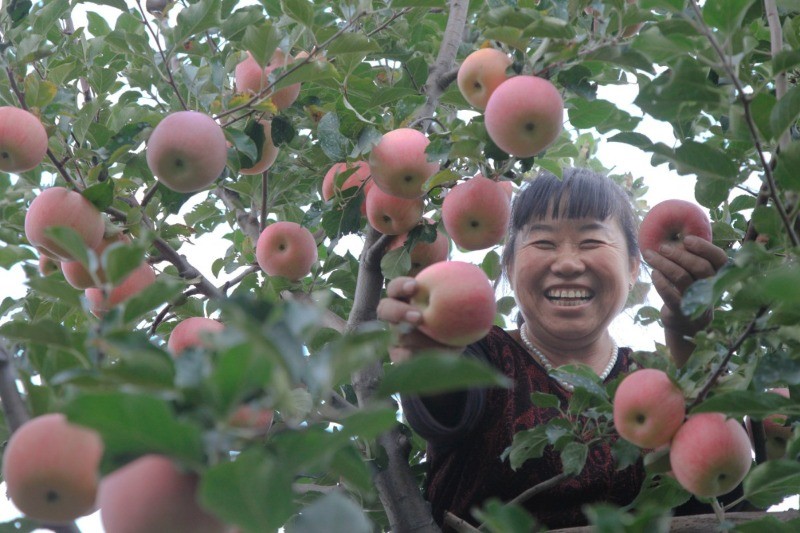 苹果村|脱低攻坚团发力京郊苹果村，上过国宴的苹果迎回市场
