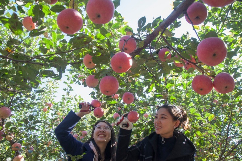 脱低攻坚团发力京郊苹果村上过国宴的苹果迎回市场