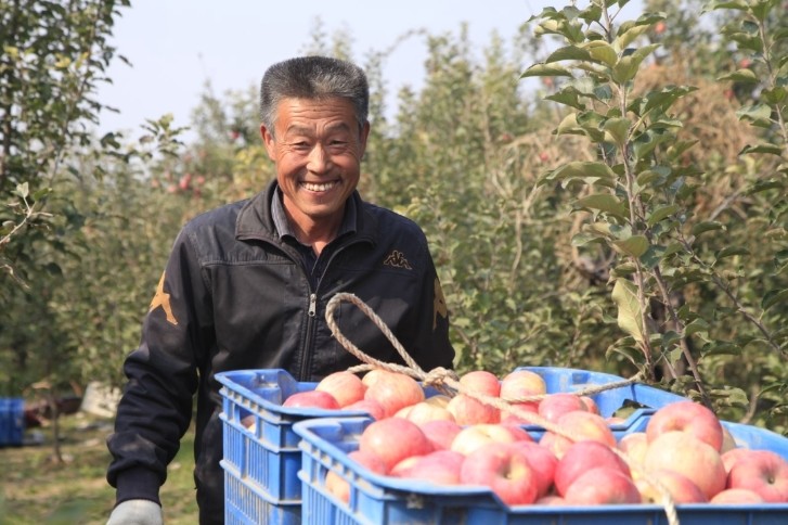 苹果村|脱低攻坚团发力京郊苹果村，上过国宴的苹果迎回市场
