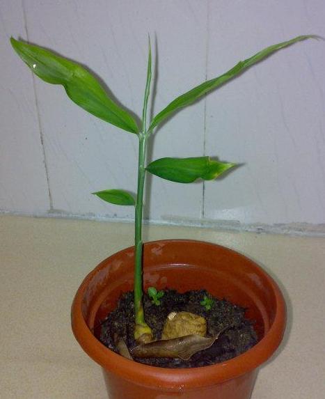 怕生姜涨价?年年这么栽种一盆,开花能驱蚊蝇,结果多到吃不完