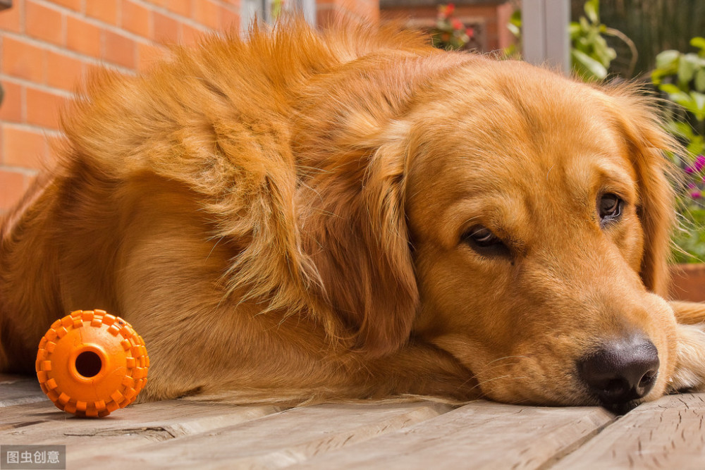 教你如何养好金毛宝宝,向往优宠_宠物课堂,金毛哪里买好?