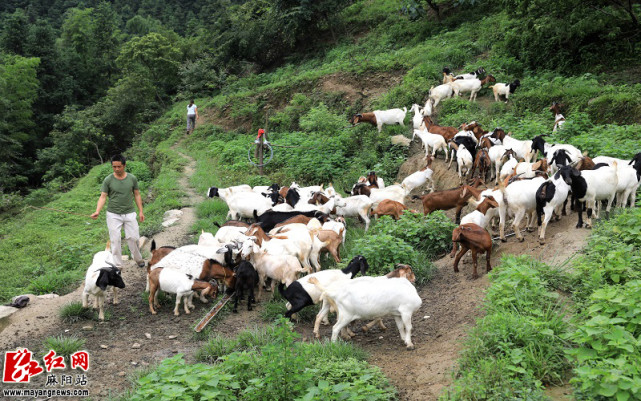 黄永琪与妻子把自己全部积蓄投入到了养殖业上,为了更好地饲养好山羊