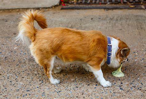 狗狗呕吐是什么引起的?又该如何应对呢?