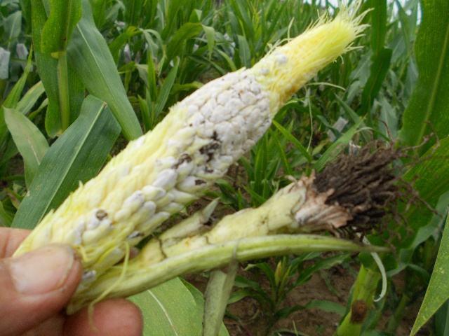 玉米地里的"黑黑菌",可遇不可求,遇到别扔了,不懂太可惜!