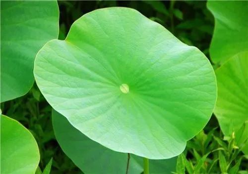 荷花|炎炎夏日，那些诗词与荷花