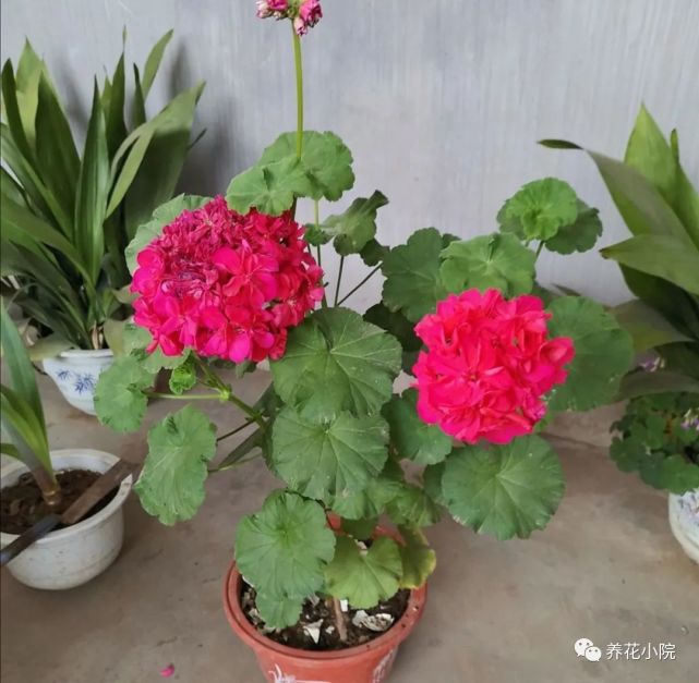 花盆里蚂蚁太多 教你4种小方法 让蚂蚁不敢再来 腾讯网