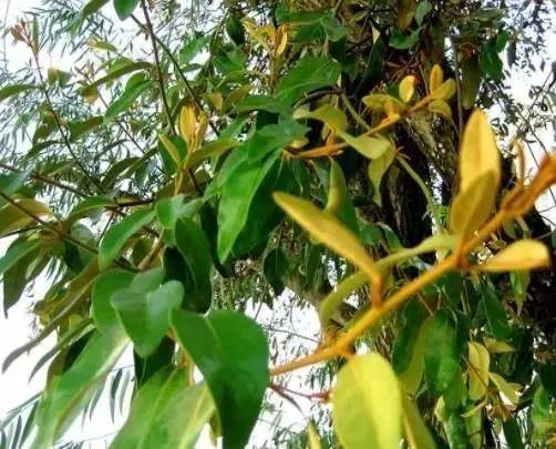 枫香树寄生(中药材植物名-节枝檞寄生)(植物科目-桑寄生科)-花瓣养生