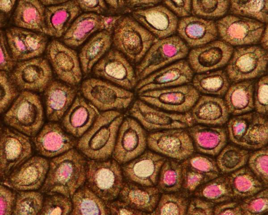 岩石|只爱橱窗里的宝石？地球上还有这些岩石真是太好看了