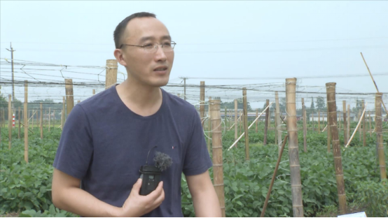 大豆|中药材栝楼与鲜食大豆套作高效绿色栽培技术