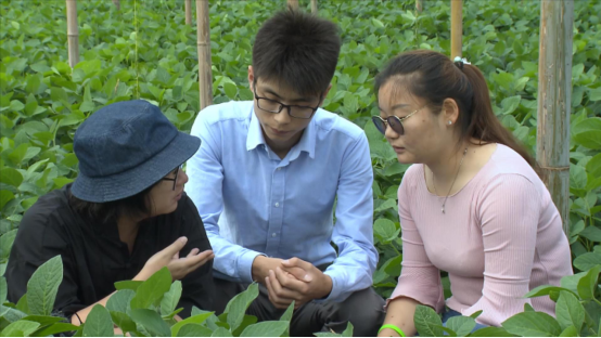 大豆|中药材栝楼与鲜食大豆套作高效绿色栽培技术