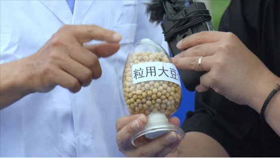 大豆|中药材栝楼与鲜食大豆套作高效绿色栽培技术