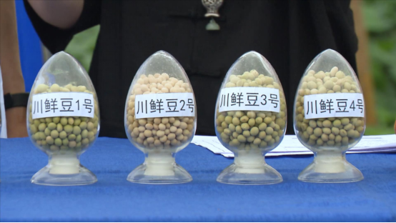 大豆|中药材栝楼与鲜食大豆套作高效绿色栽培技术