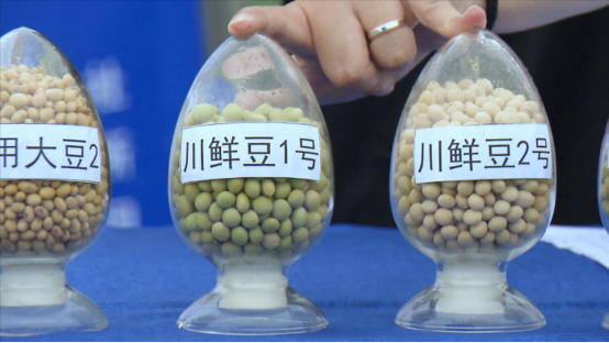 大豆|中药材栝楼与鲜食大豆套作高效绿色栽培技术