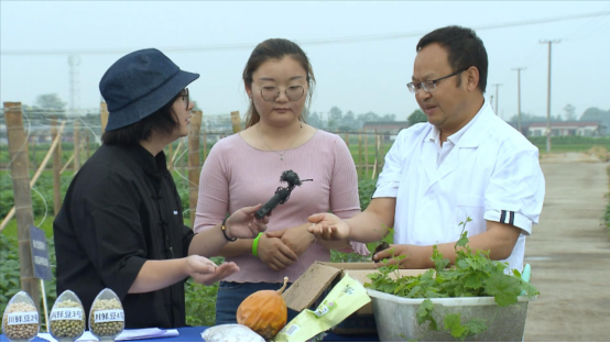 大豆|中药材栝楼与鲜食大豆套作高效绿色栽培技术