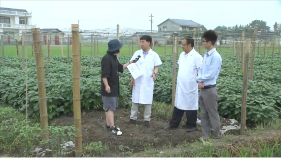 中药材栝楼与鲜食大豆套作高效绿色栽培技术 腾讯新闻