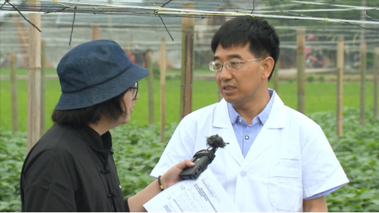 大豆|中药材栝楼与鲜食大豆套作高效绿色栽培技术