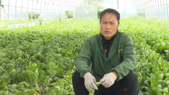 大豆|中药材栝楼与鲜食大豆套作高效绿色栽培技术