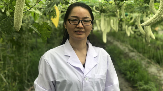 大豆|中药材栝楼与鲜食大豆套作高效绿色栽培技术