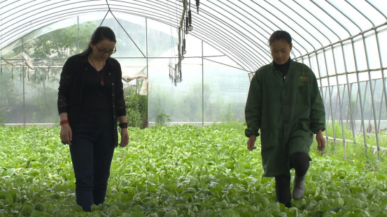 大豆|中药材栝楼与鲜食大豆套作高效绿色栽培技术