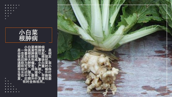 大豆|中药材栝楼与鲜食大豆套作高效绿色栽培技术