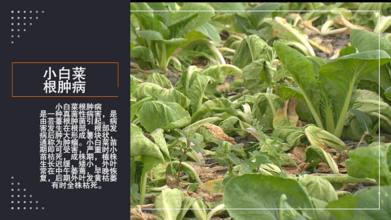 大豆|中药材栝楼与鲜食大豆套作高效绿色栽培技术