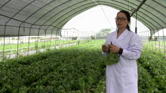大豆|中药材栝楼与鲜食大豆套作高效绿色栽培技术