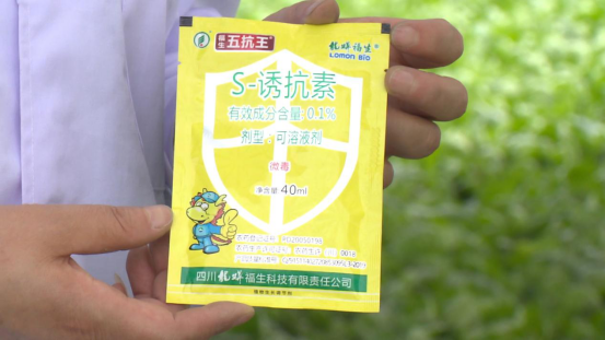 大豆|中药材栝楼与鲜食大豆套作高效绿色栽培技术