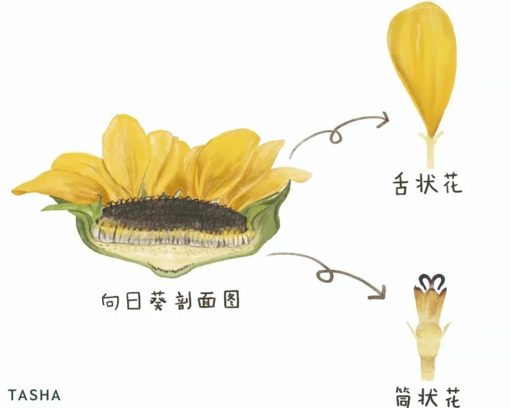 舌状花,长在花冠的最边缘,是热情的小火焰;筒状花,在花序的中央,组成