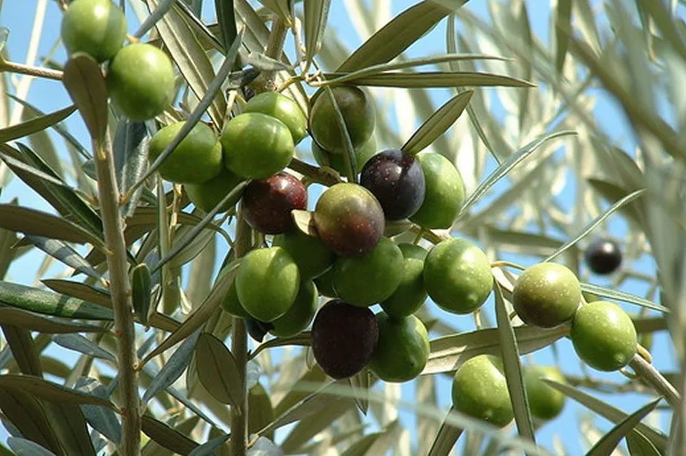 在古希腊,橄榄枝象征和平与胜利,奥林匹克运动员甚至会在身上涂抹橄榄