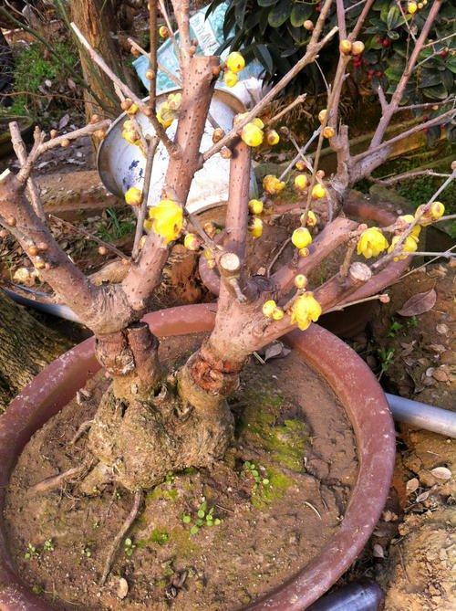 腊梅开花飘香年年美出新高度不养一盆可惜了