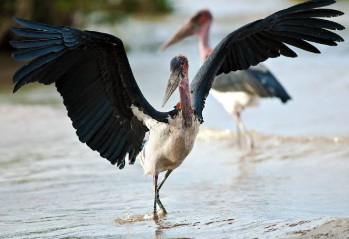 秃鹳|它是世界上最丑的鸟，不仅吃腐肉还吃垃圾，却成了乌干达的国鸟