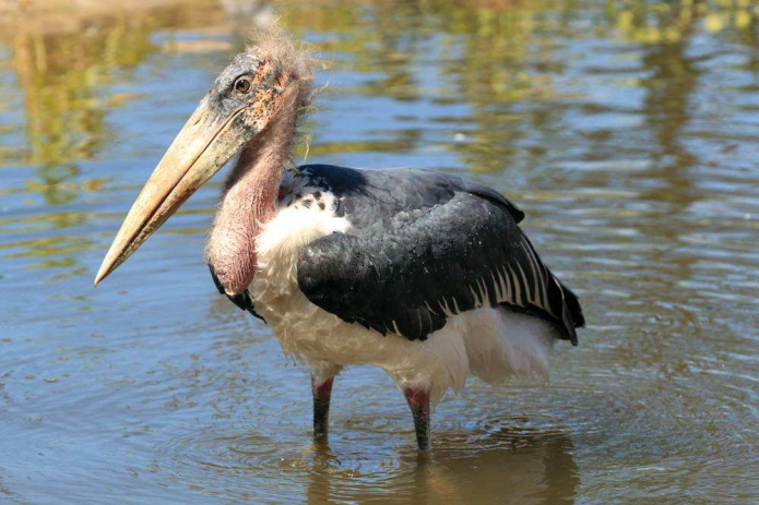 秃鹳|它是世界上最丑的鸟，不仅吃腐肉还吃垃圾，却成了乌干达的国鸟