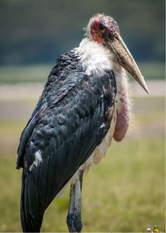 秃鹳|它是世界上最丑的鸟，不仅吃腐肉还吃垃圾，却成了乌干达的国鸟