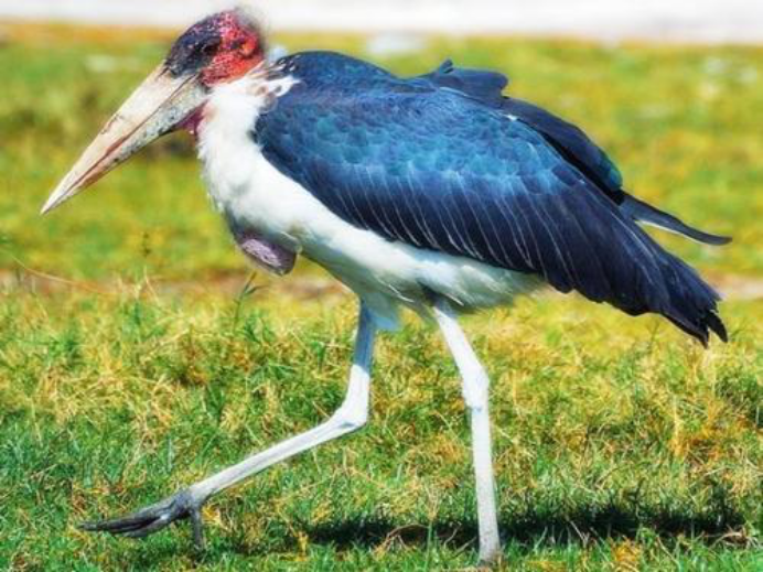 秃鹳|它是世界上最丑的鸟，不仅吃腐肉还吃垃圾，却成了乌干达的国鸟