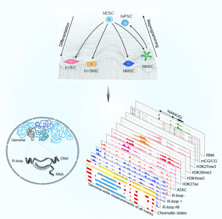 细胞|脑科学日报：干细胞治疗阿尔茨海默病新进展；益生菌可缓解抑郁症