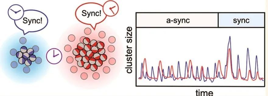 细胞|脑科学日报：干细胞治疗阿尔茨海默病新进展；益生菌可缓解抑郁症
