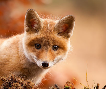 人民文学出版社|承认吧，有些书就是读不下去