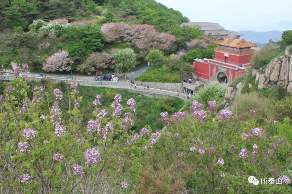 圖案上的松樹為姊妹松,位於泰山後石塢,兩棵松樹相依生長,距今已有600